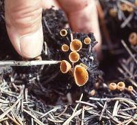 Image Associated With the Occurrence