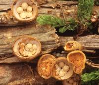 Media resource of Crucibulum laeve