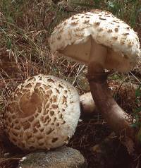 Media resource of Chlorophyllum rachodes