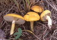 Media resource of Floccularia albolanaripes