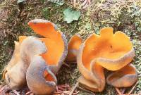 Media resource of Caloscypha fulgens