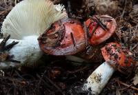 Media resource of Russula nana