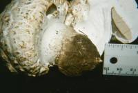 Media resource of Agaricus crocodilinus