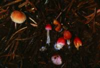 Media resource of Mycena aurantiidisca