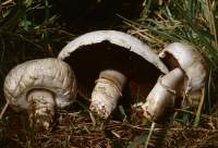 Media resource of Agaricus bernardii