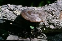 Media resource of Lyophyllum montanum