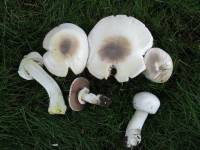 Media resource of Agaricus xanthodermus