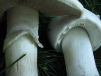Agaricus xanthodermus image