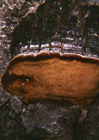Media resource of Phellinus igniarius