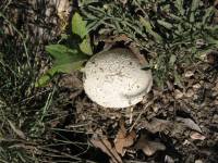 Calvatia cyathiformis image