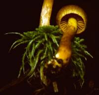 Media resource of Cortinarius huronensis