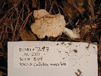 Rhodocollybia maculata image