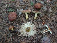 Russula subfoetens image