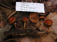 Image Associated With the Occurrence