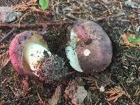 Russula variata image
