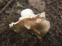 Russula crustosa image