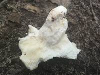 Russula crustosa image