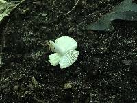 Russula subtilis image