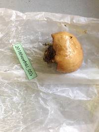 Suillus glandulosipes image