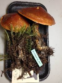 Suillus grevillei image