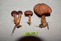Suillus pictus image