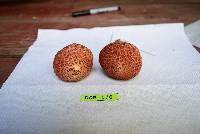 Suillus pictus image
