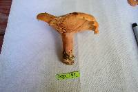 Lactarius peckii image