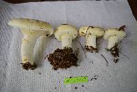 Lactarius piperatus image