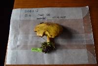 Suillus americanus image