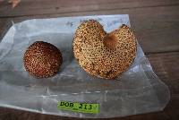 Suillus pictus image