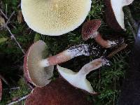 Suillus cavipes image