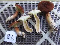 Suillus cavipes image