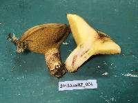 Suillus luteus image