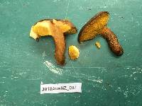 Suillus luteus image