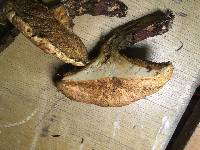 Suillus lakei image