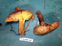 Suillus luteus image