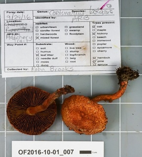 Cortinarius bolaris