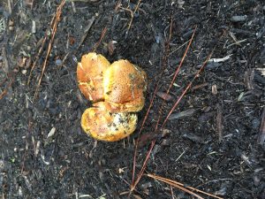 Boletus sensibilis thumbnail