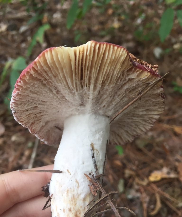 Hypomyces armeniacus