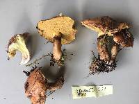 Suillus luteus image