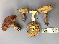 Suillus luteus image