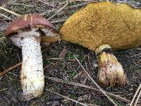 Suillus luteus image