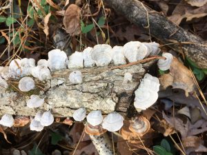 Stereum ostrea thumbnail