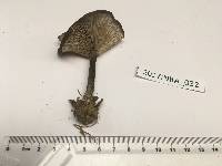 Melanoleuca melaleuca image