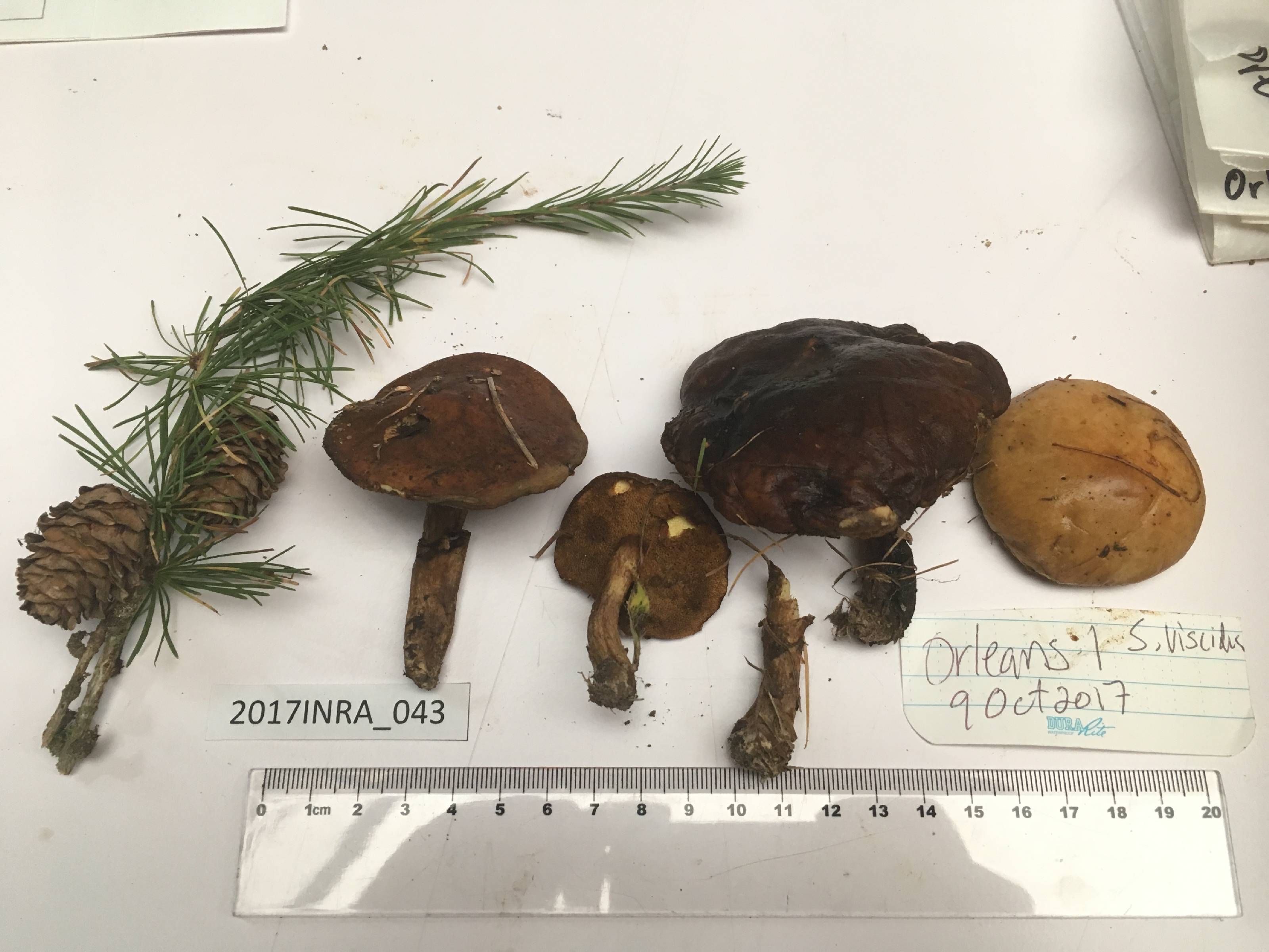 Suillus viscidus