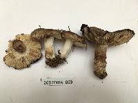 Russula nigricans image
