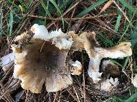 Russula amoenolens image