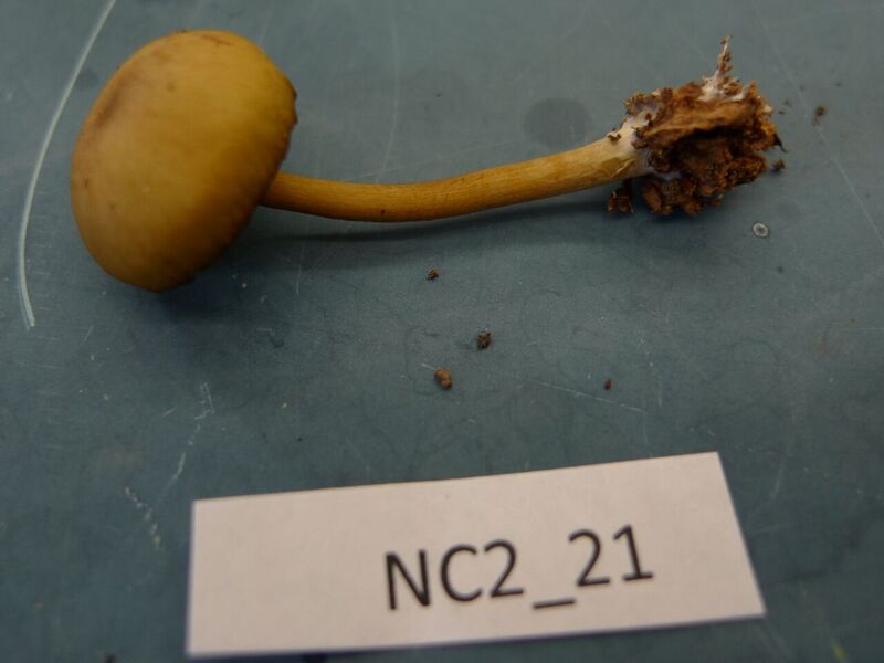 Callistosporium luteo-olivaceum thumbnail