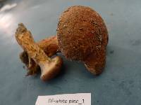 Suillus pictus image