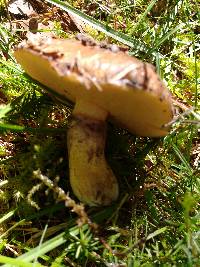 Suillus luteus image